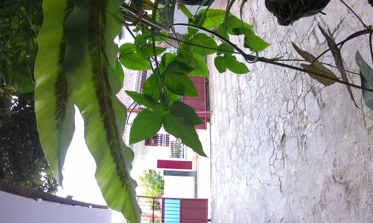 Kalipuro House | Taba Yama Trip & Homestay