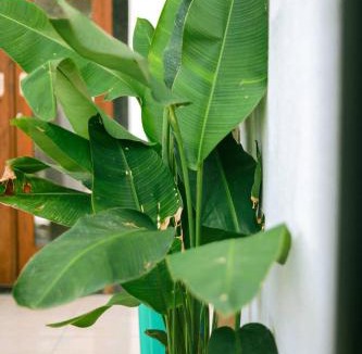 Berawa House | Adi Guest House