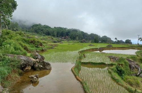 North Toraja Villa | Homestay Kale Landorundun
