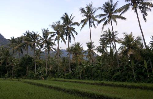 Pemuteran House | Ode Resto Guesthouse