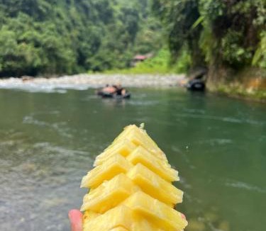 Bukit Lawang Hotel | Sumatra Orangutan Tours Orangutan Trekking with Airport Pick Up Drop Off and Accommodation Trekking Required for All Bookings