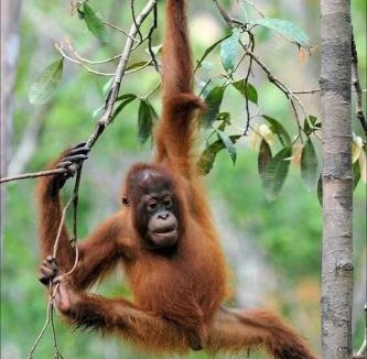 Bukit Lawang Hotel | Sumatra Orangutan Tours Orangutan Trekking with Airport Pick Up Drop Off and Accommodation Trekking Required for All Bookings