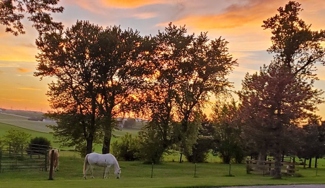 Escape to tranquility – your countryside haven, and at times with a horse or two in Dane