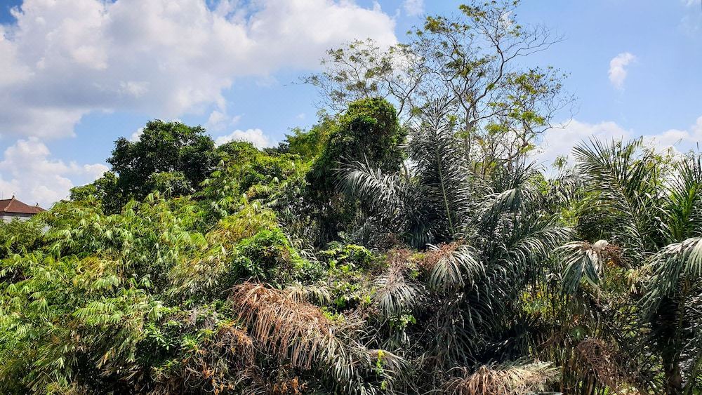 Photo of Outdoor in Dalung