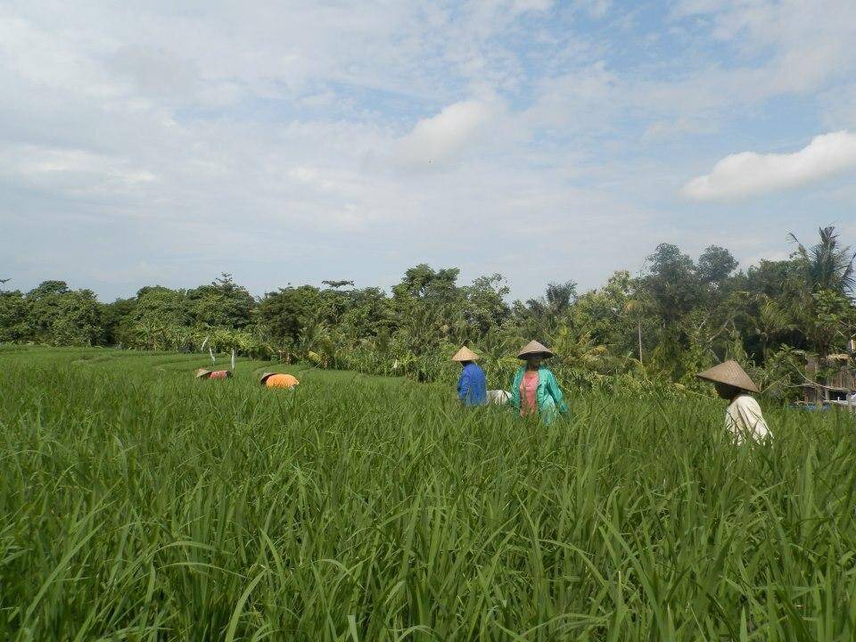 Photo of Outdoor in Kerobokan