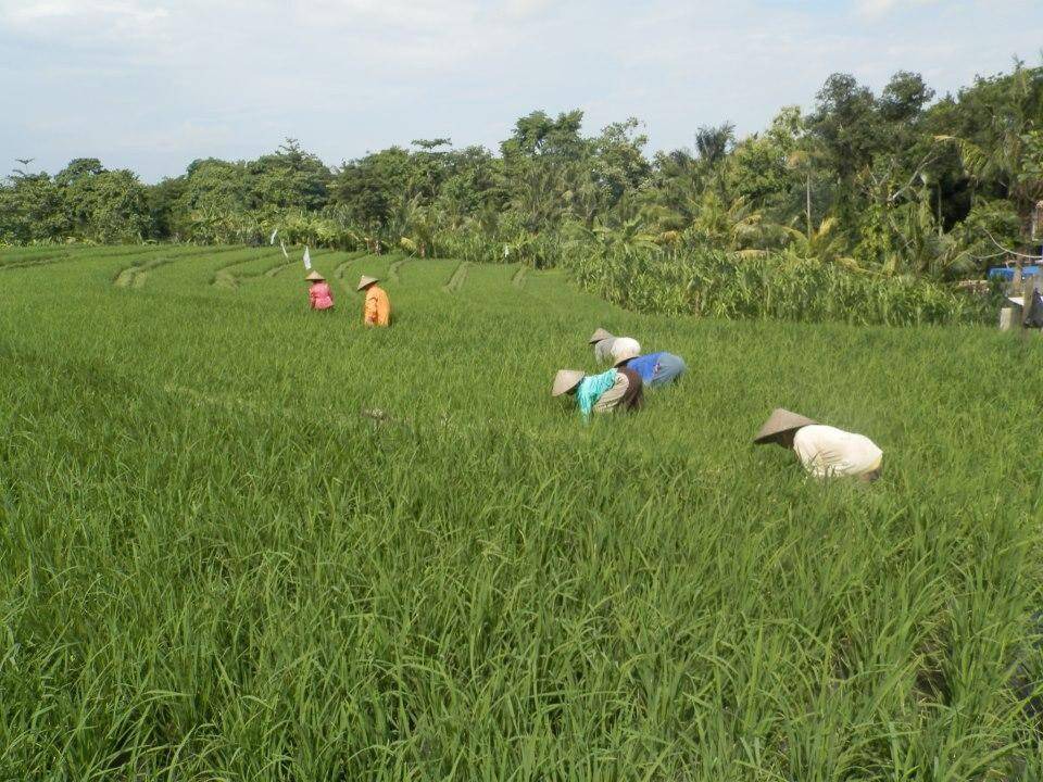 Photo of Others in Kerobokan