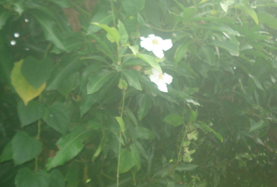 Photo of Outdoor in Kampial