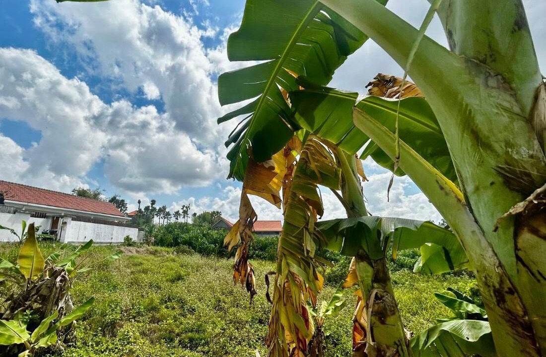 Photo of Outdoor in Padonan