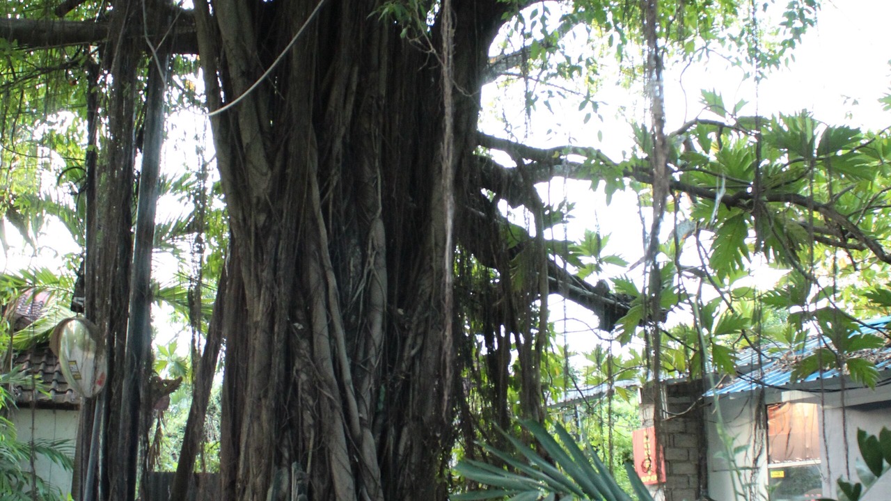 Photo of Outdoor in Laksmana
