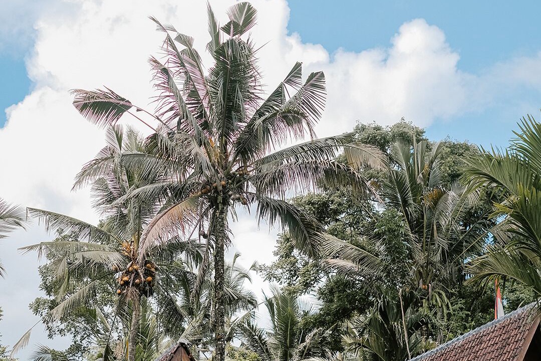 Photo of Outdoor in Payangan