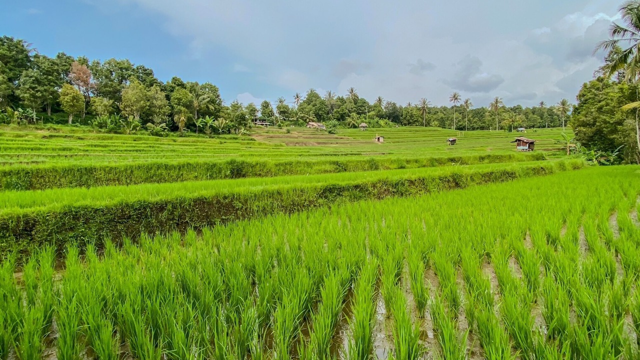 Photo of Outdoor in Munduk