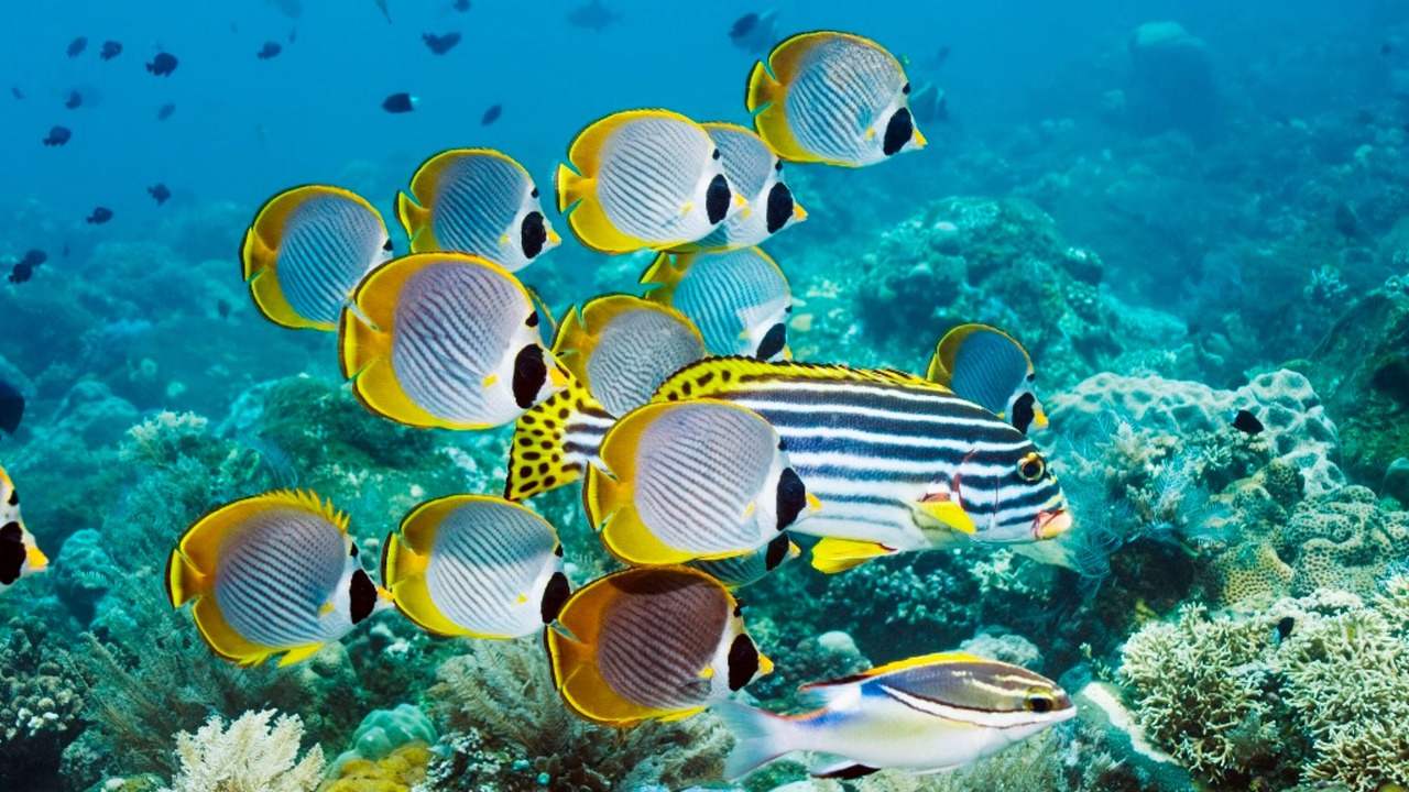 Photo of Others in Dyanapura