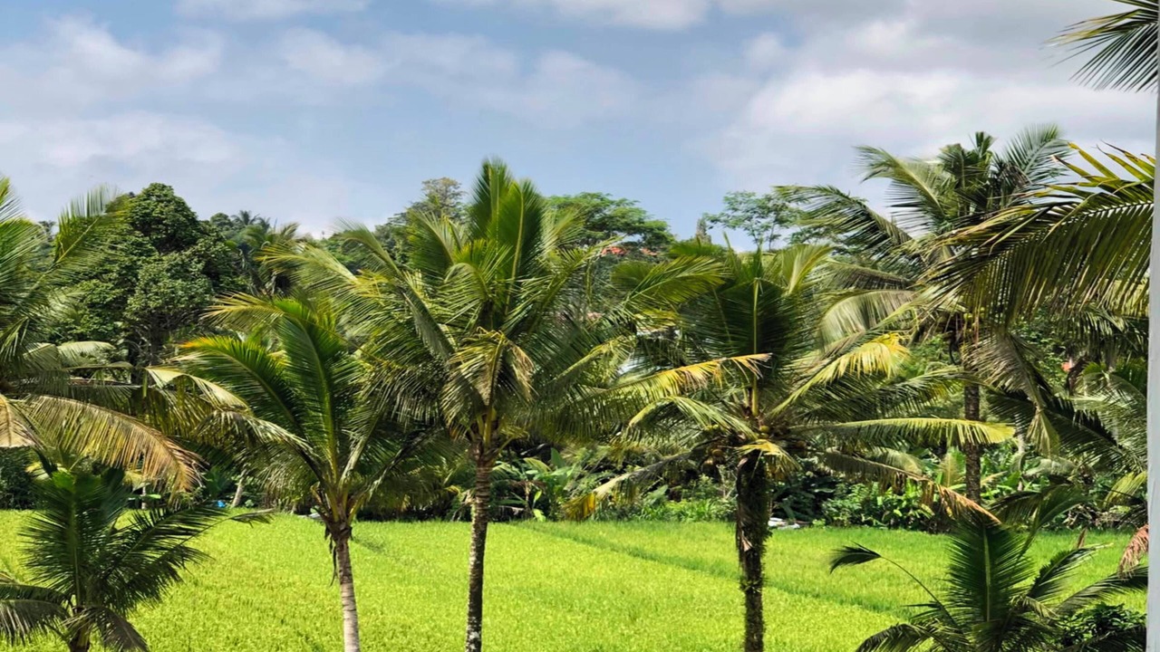 Photo of Outdoor in Tampaksiring