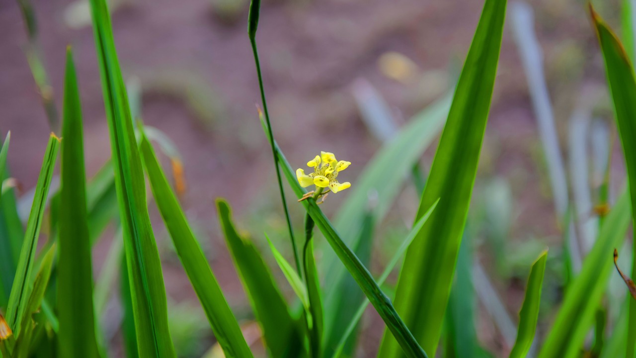 Photo of Outdoor in Dyanapura