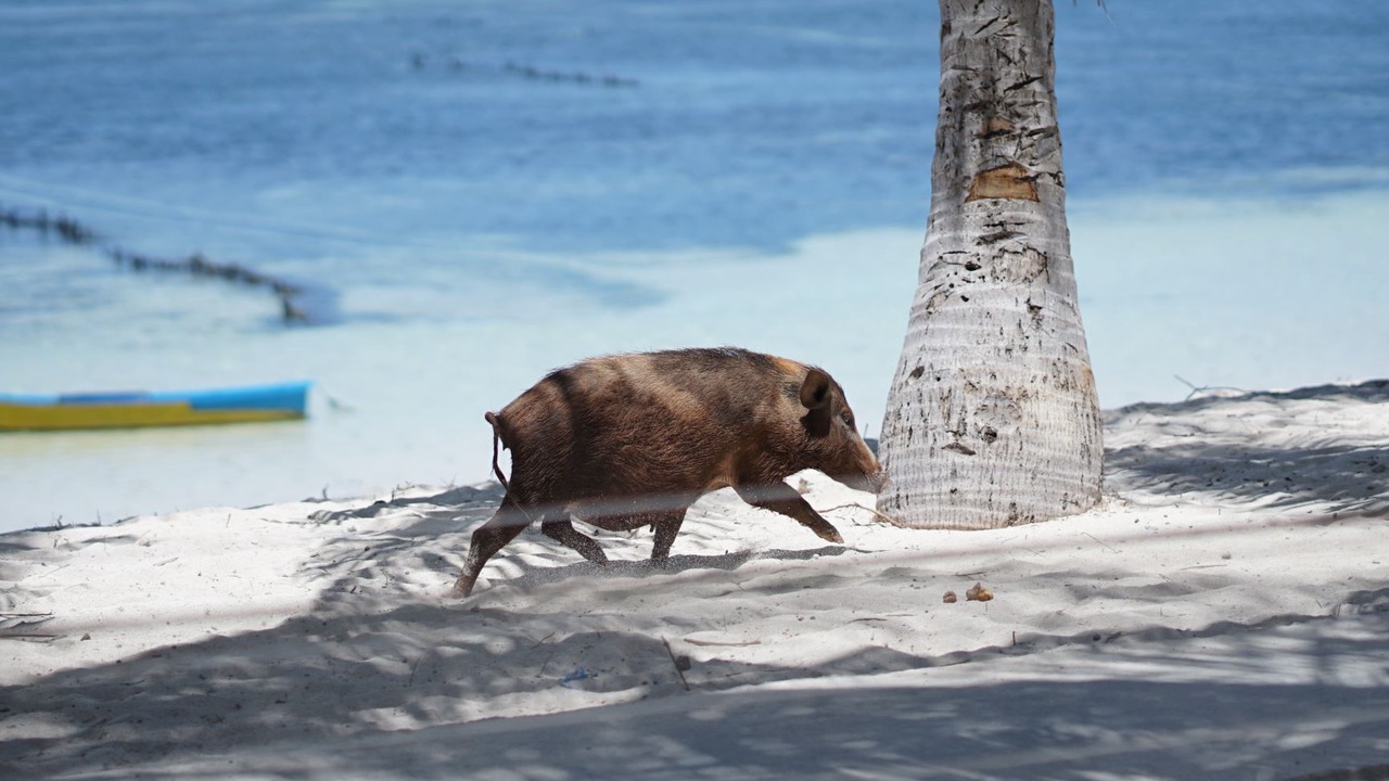 Photo of Others in Rote Island
