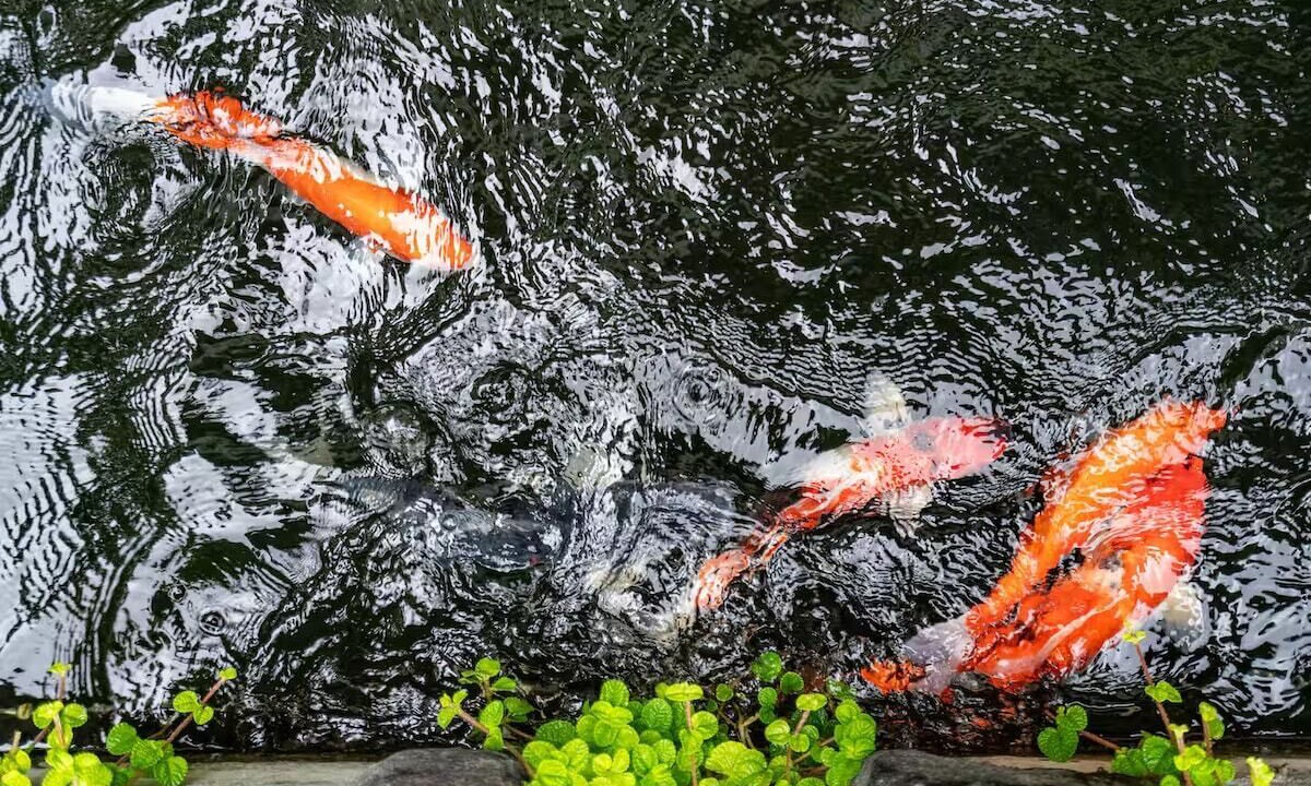Photo of Others in Melayang