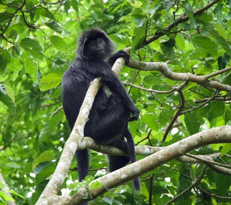 Photo of Others in Tetebatu