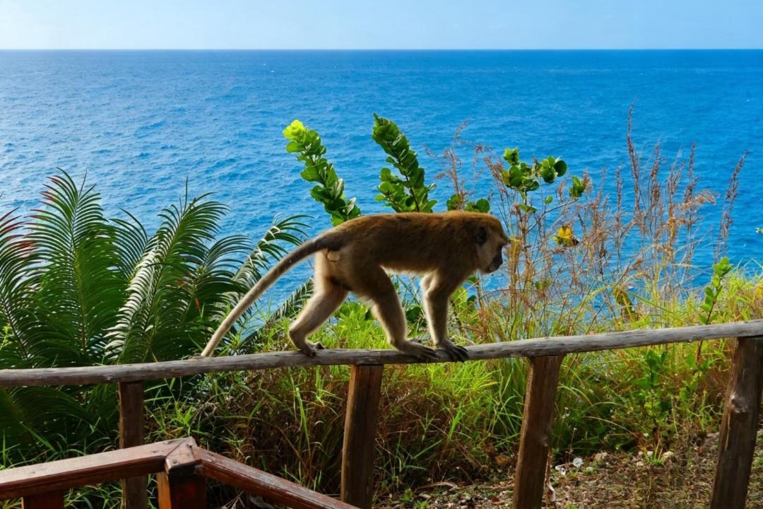 Photo of Others in Penida Island