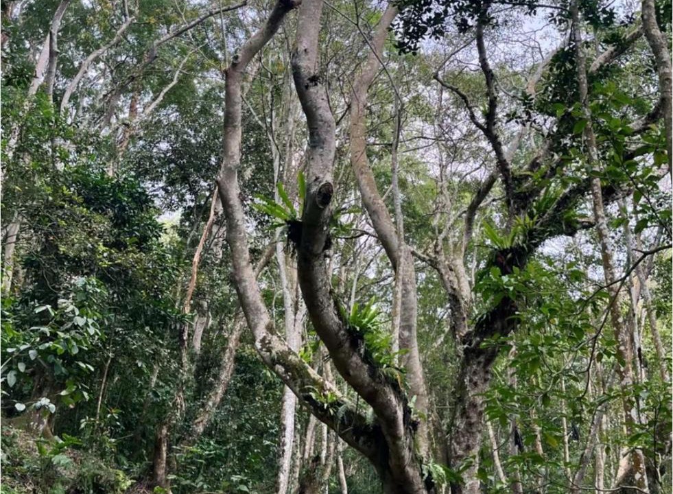 Photo of Others in Tetebatu