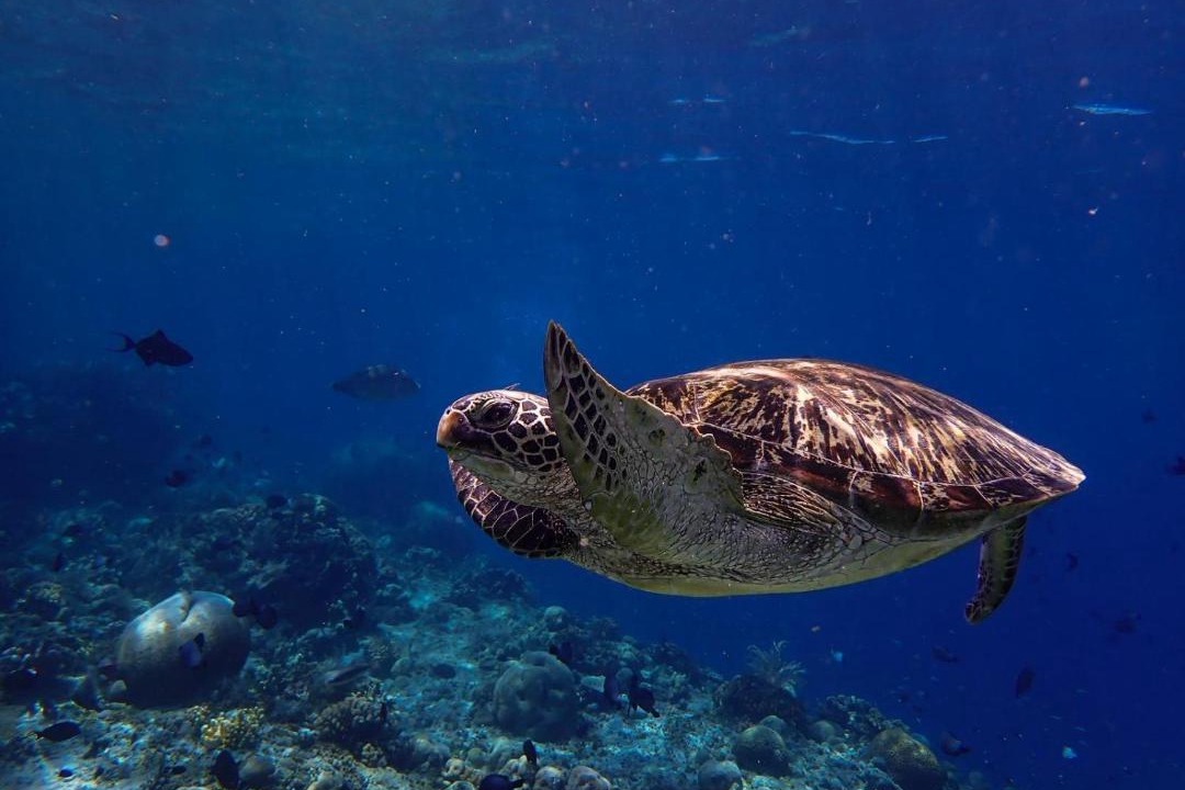 Photo of Others in Bunaken