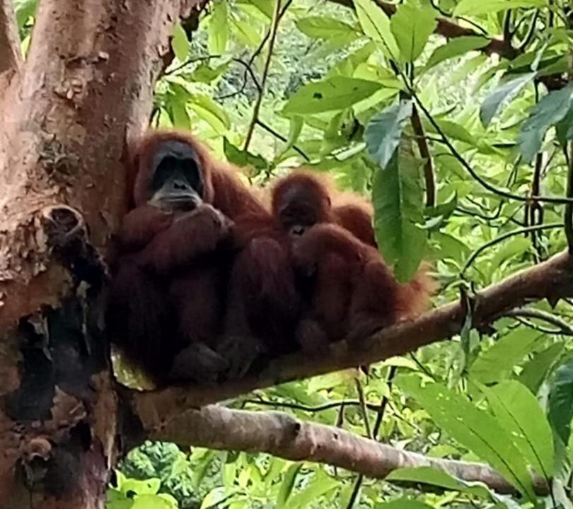 Photo of Others in Bukit Lawang