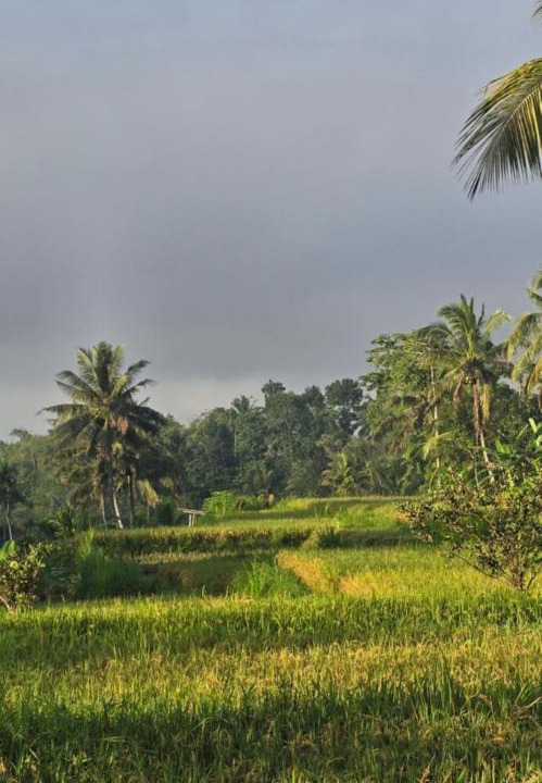 Photo of Others in Tetebatu