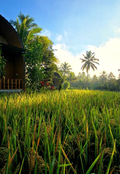Photo of Others in Tetebatu