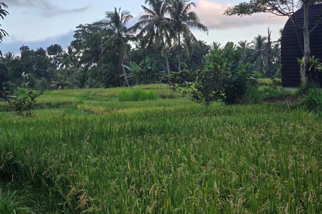 Photo of Others in Tetebatu