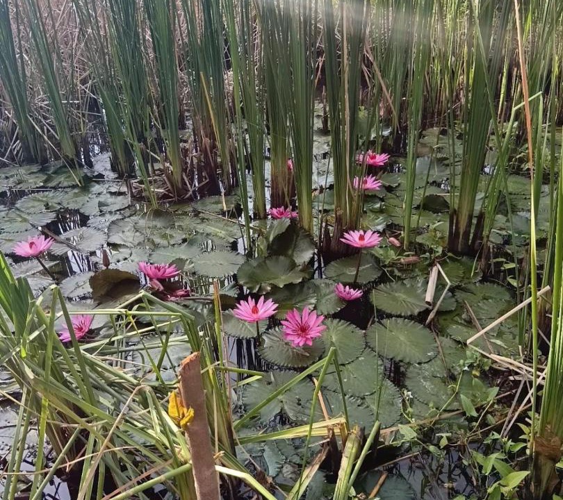 Photo of Others in Labuhan Lombok