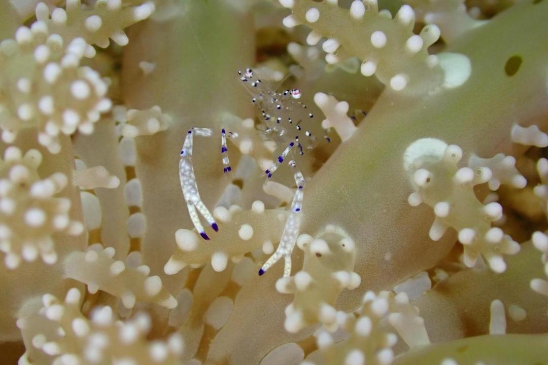 Photo of Others in Gili Gede