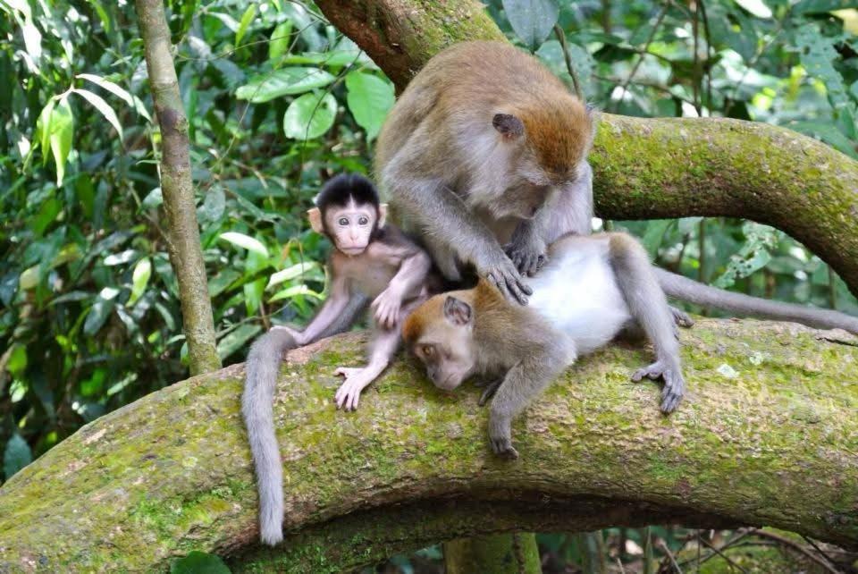 Photo of Others in Bukit Lawang