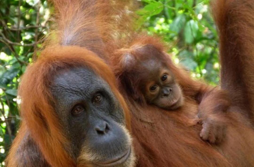 Photo of Others in Bukit Lawang
