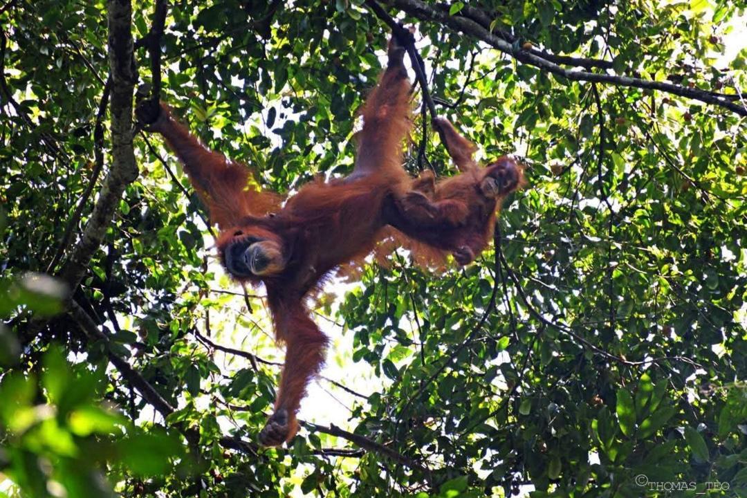 Photo of Others in Bukit Lawang