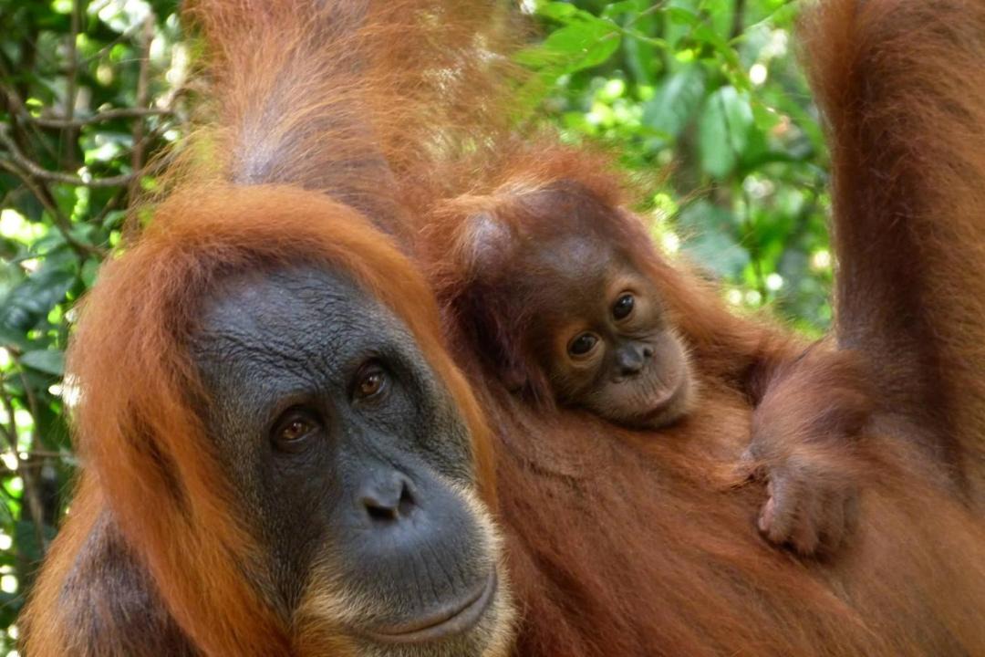 Photo of Others in Bukit Lawang