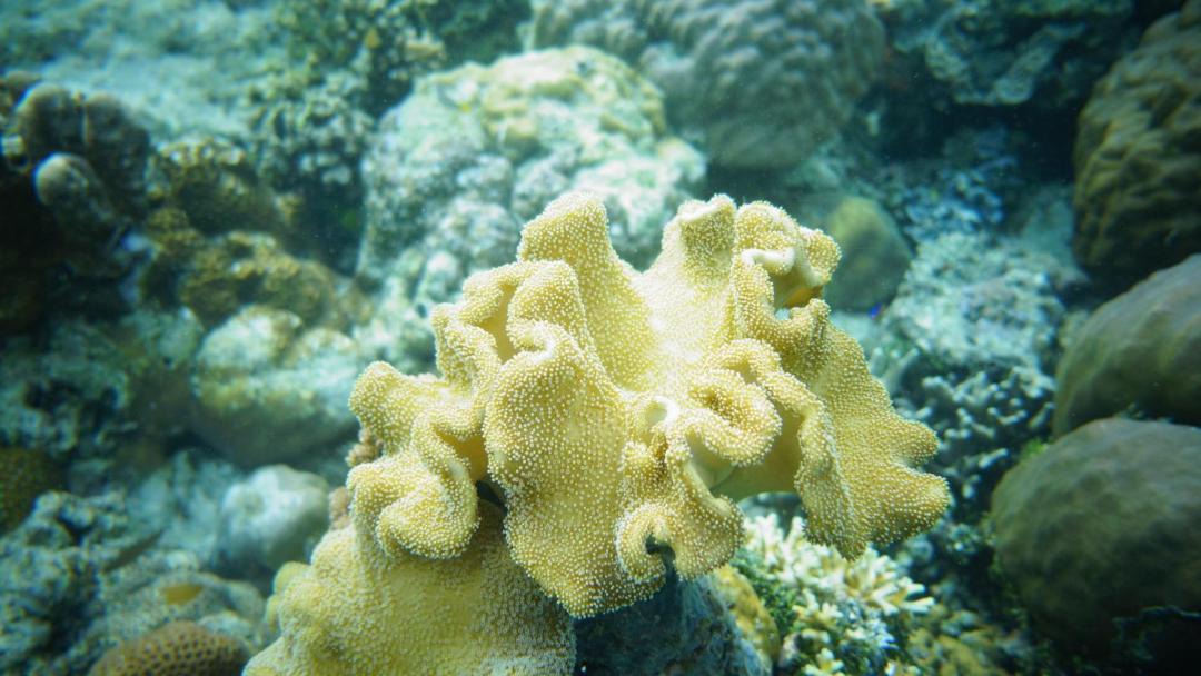 Photo of Others in Raja Ampat