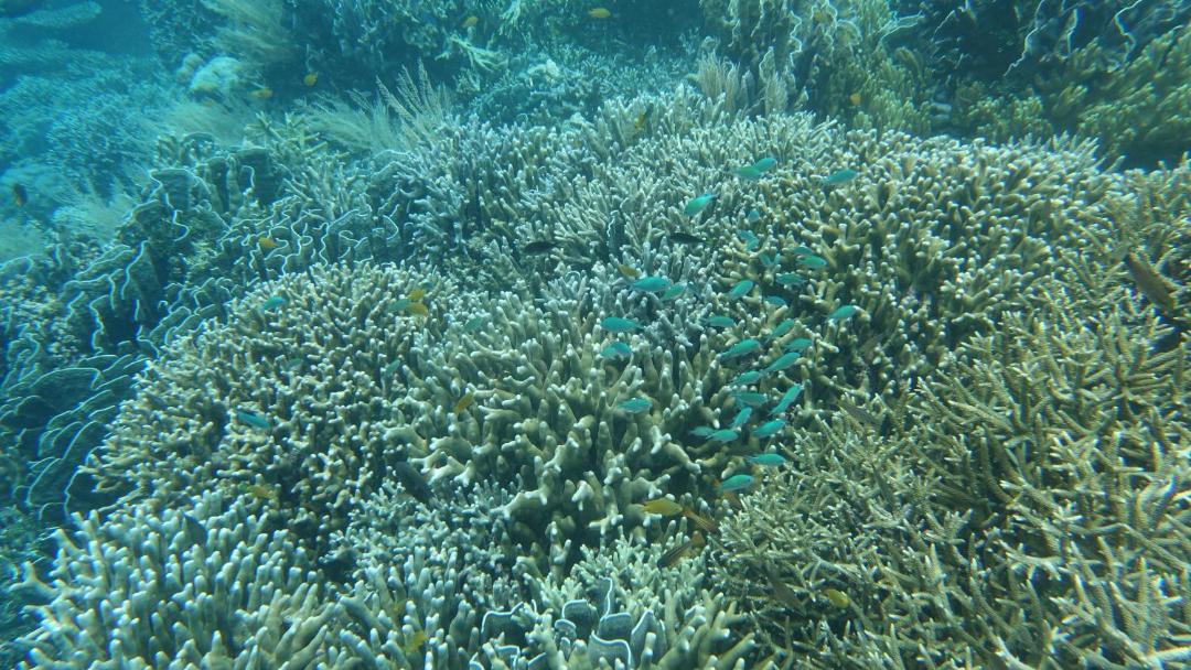 Photo of Others in Raja Ampat