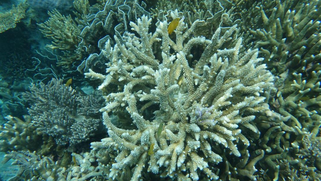 Photo of Others in Raja Ampat