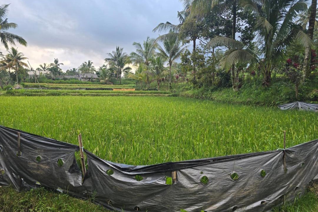 Photo of Others in Tetebatu