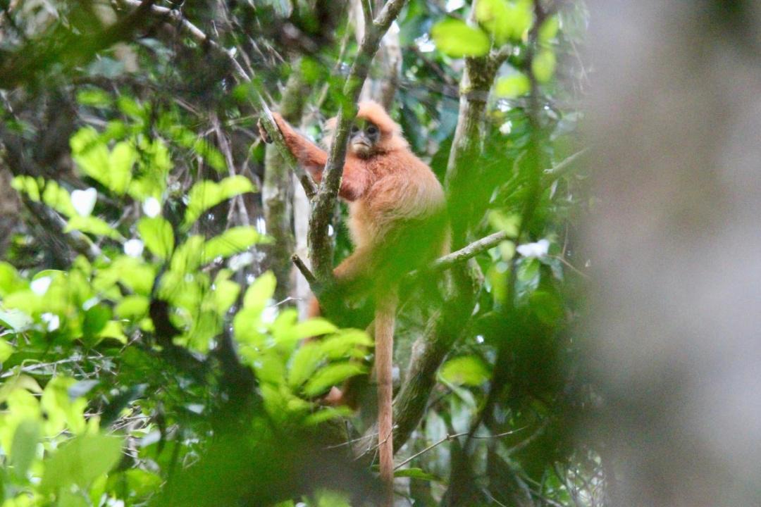 Photo of Others in Kalimantan