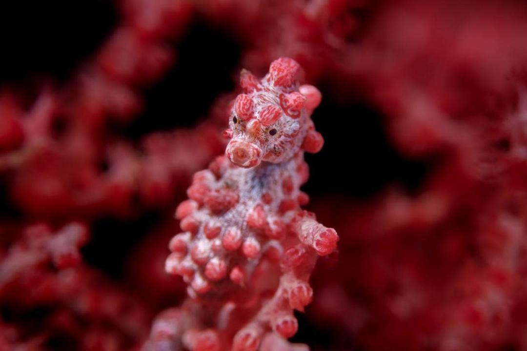 Photo of Others in Pulau Lembeh