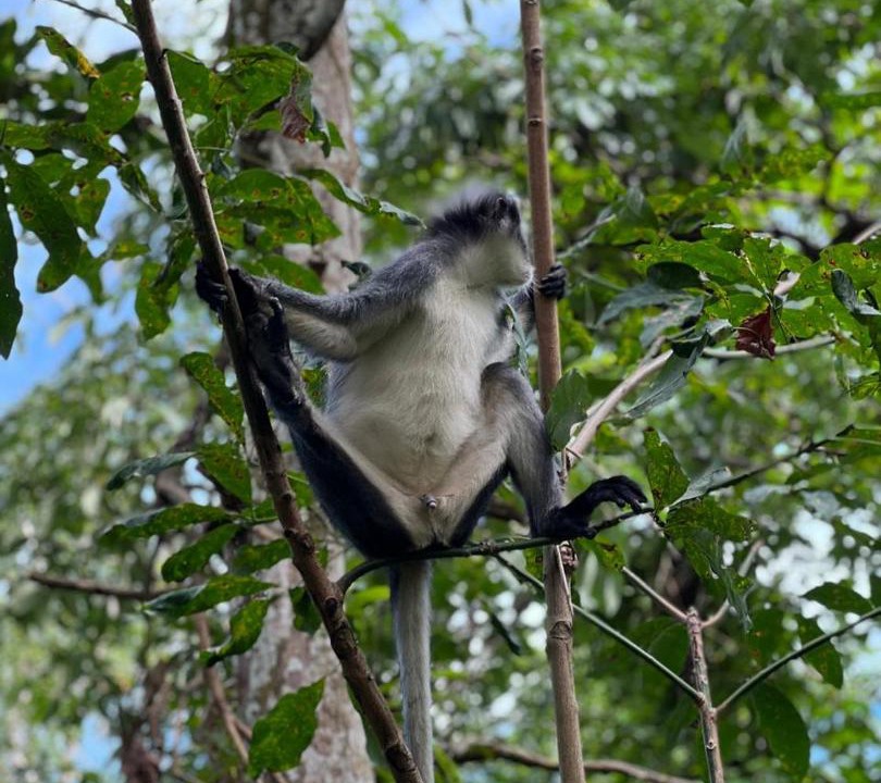 Photo of Others in Bukit Lawang