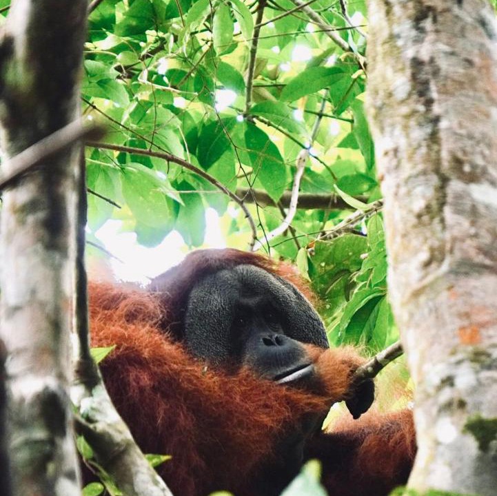 Photo of Others in Bukit Lawang