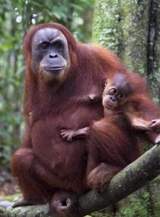 Photo of Human In Picture in Bukit Lawang