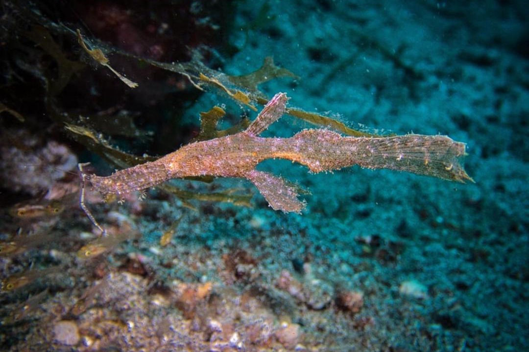 Photo of Others in Pulau Lembeh
