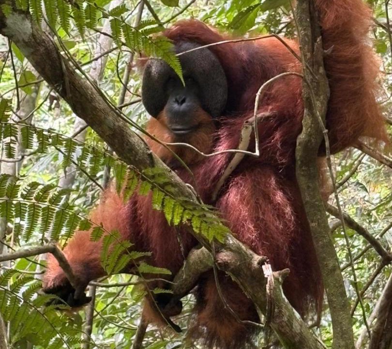 Photo of Others in Bukit Lawang