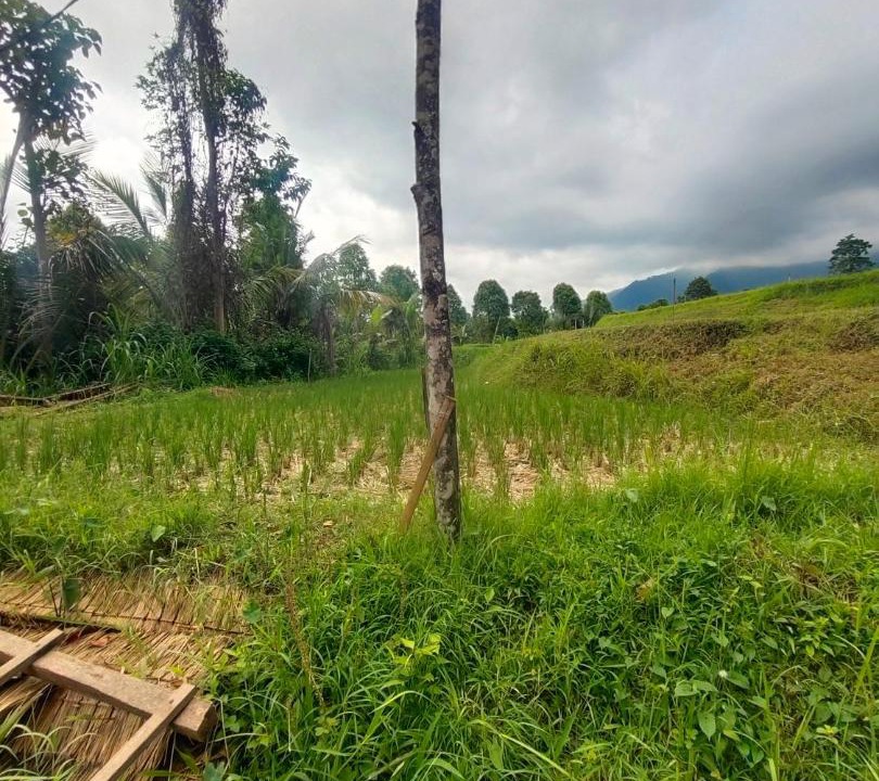 Photo of Others in Sukasada