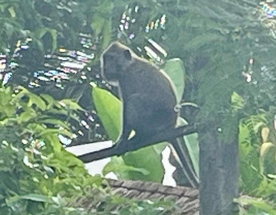 Photo of Others in Penida Island