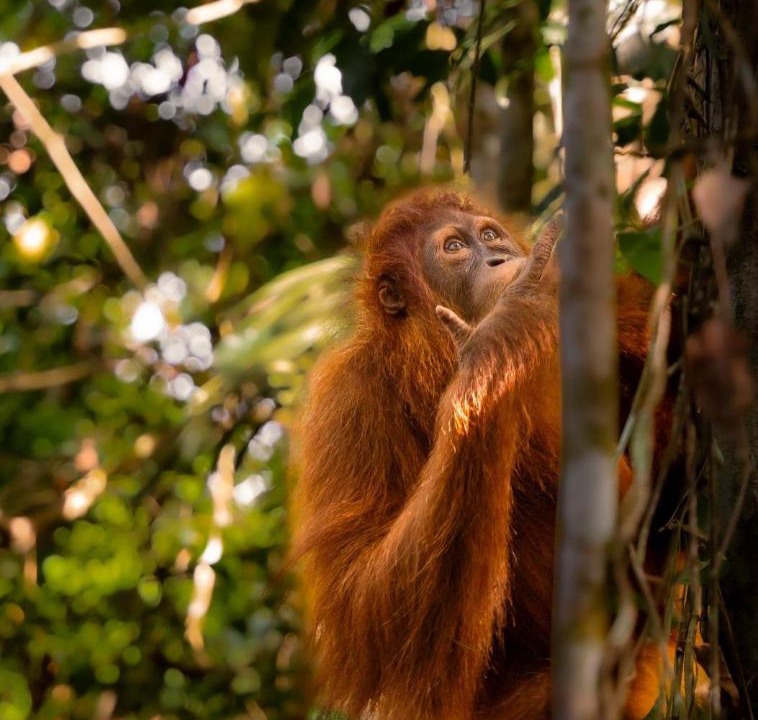Photo of Others in Bukit Lawang