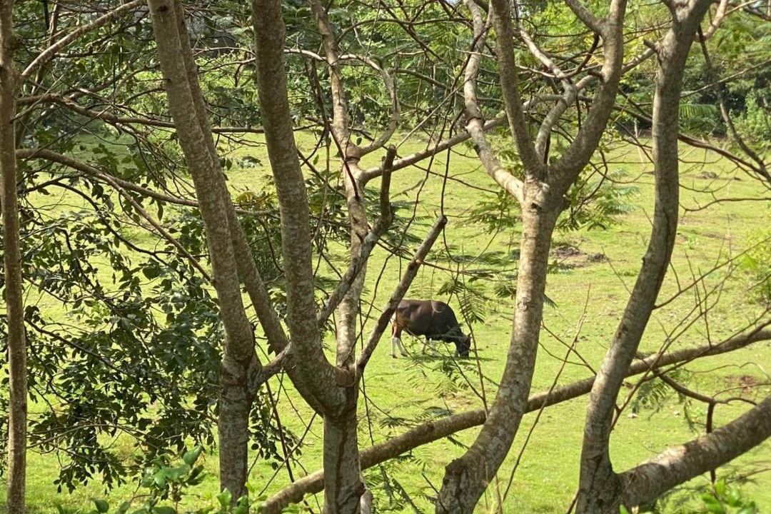 Photo of Others in Bukit