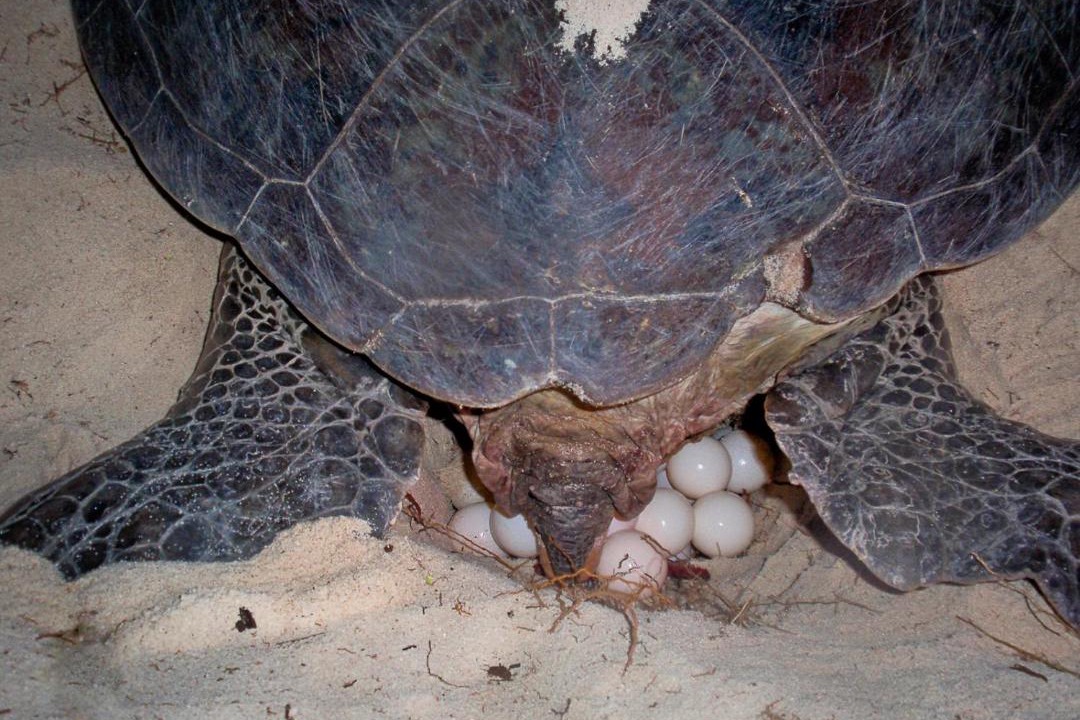 Photo of Others in Maratua Island